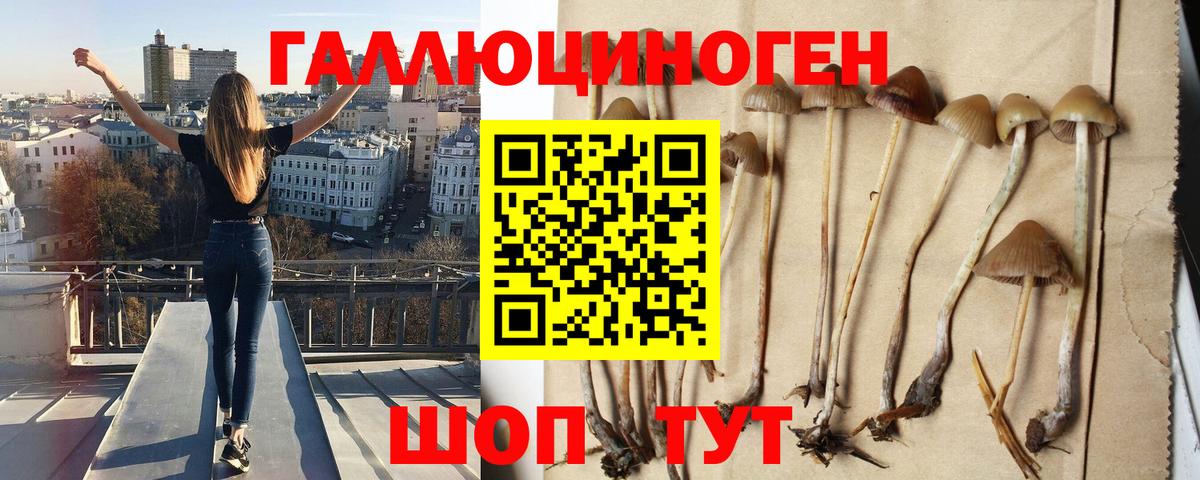 Галлюциногенные грибы Psilocybine cubensis  Галлюциногенные грибы мицелий  Мыски 